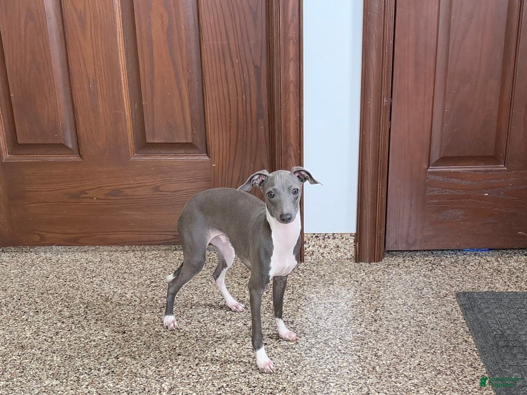 Italian Greyhound dogs for sale: Rocky - Image 1