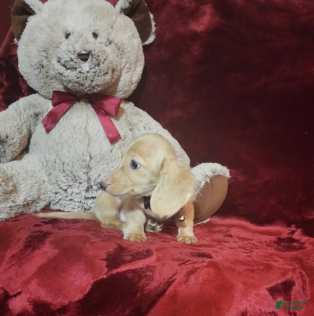 Miniature Dachshund dogs for sale: Butterbean - Image 4