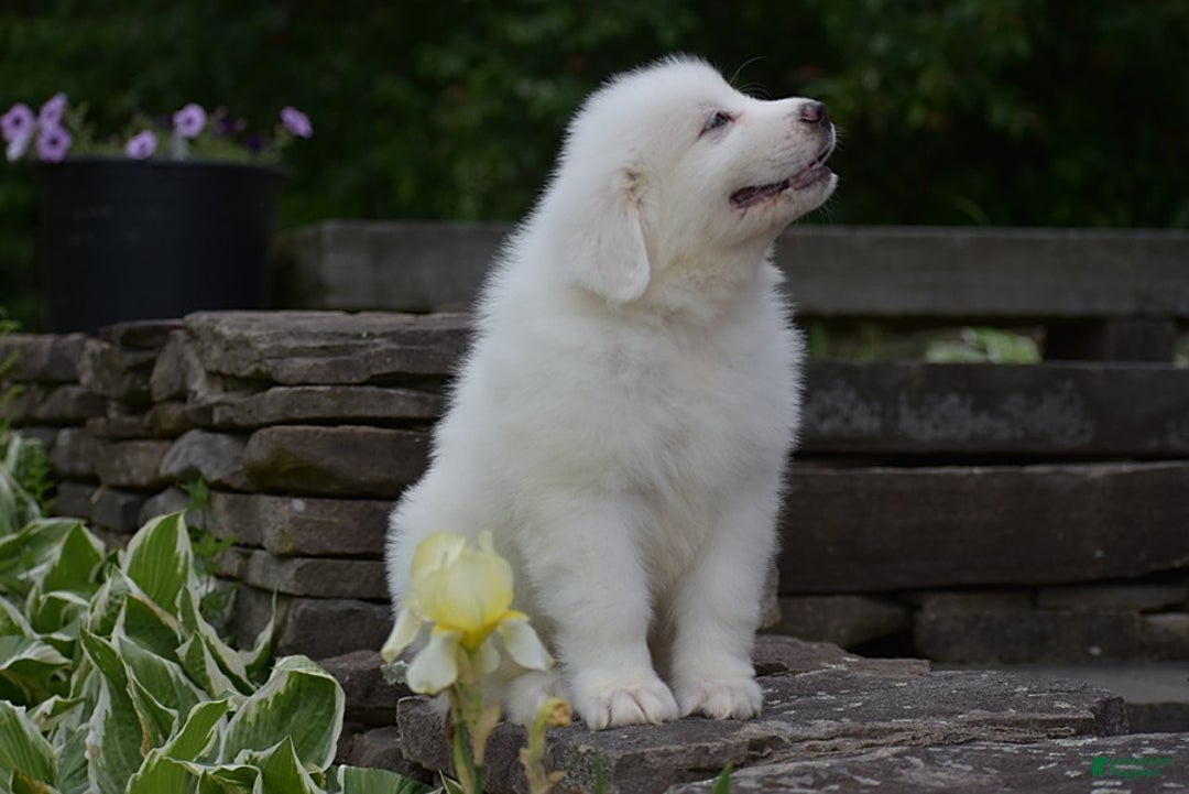 Great Pyrenees dogs for sale: Silas - Image 3