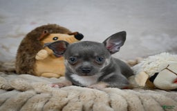 Chihuahua dogs for sale: Saul - Image 7