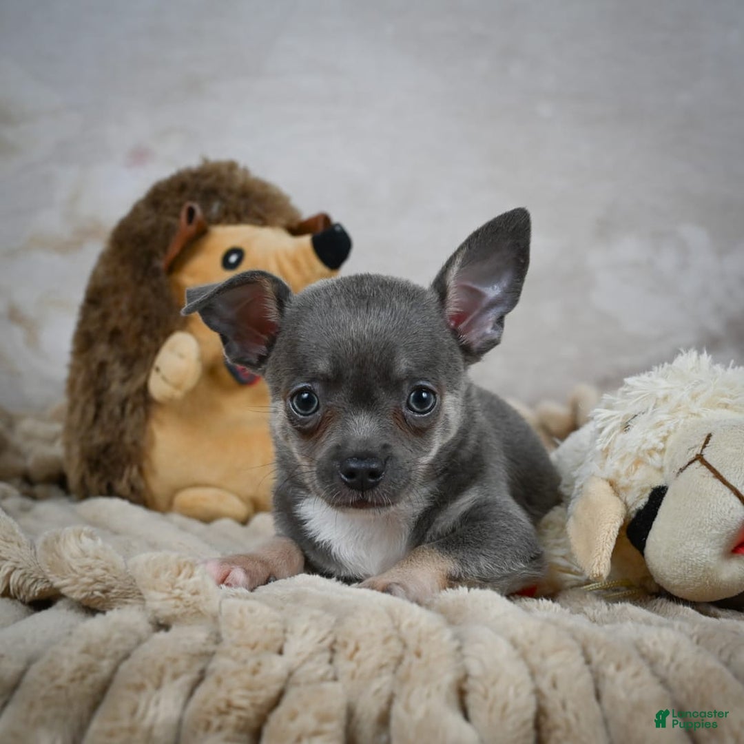 Chihuahua dogs for sale: Saul - Image 7