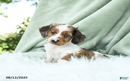 Miniature Dachshund dogs for sale: Pilot Special Needs - Image 1