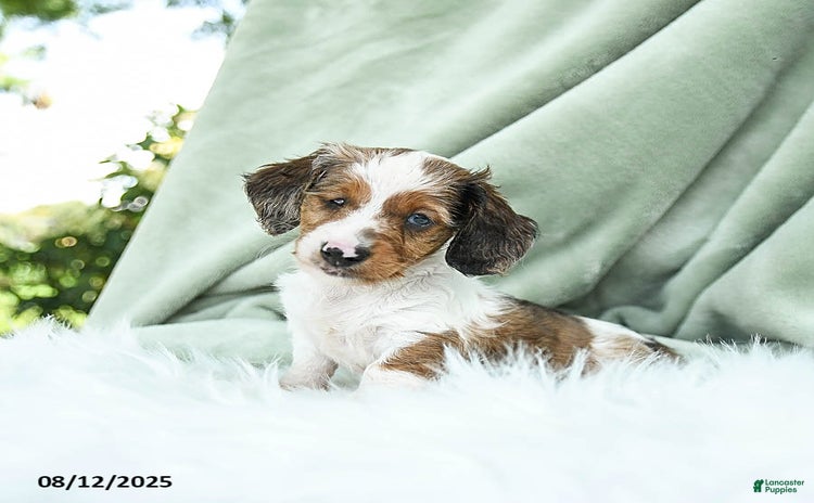 Miniature Dachshund dogs for sale - Ad 2