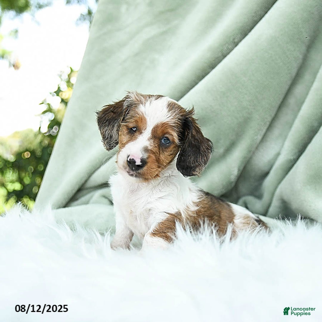 Miniature Dachshund dogs for sale: Pilot Special Needs - Image 1
