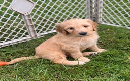 Goldendoodle dogs for sale: Rachel - Image 2