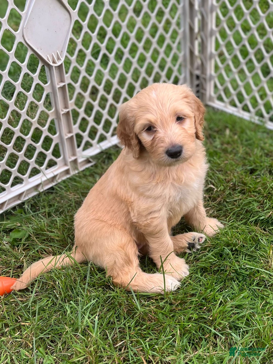 Goldendoodle dogs for sale: Rachel - Image 2