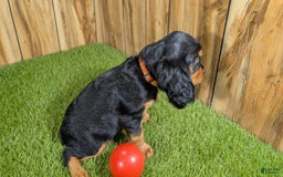 Cavalier King Charles Spaniel dogs for sale: Brin Girl 3 - Image 15