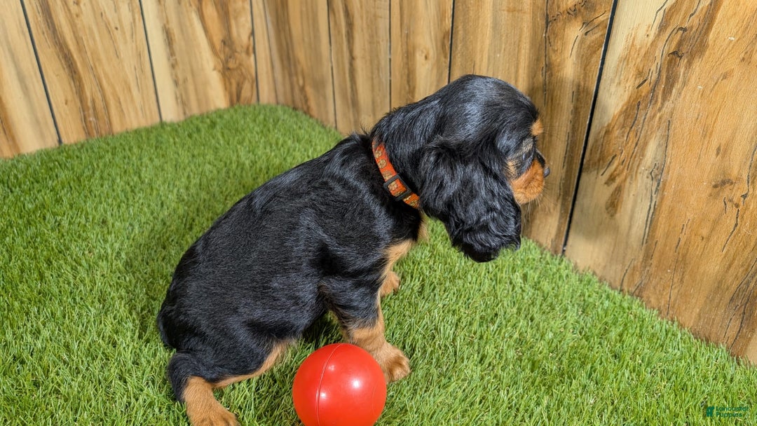 Cavalier King Charles Spaniel dogs for sale: Brin Girl 3 - Image 15
