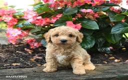 Bichpoo dogs for sale: Andy - Image 2