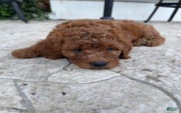 Goldendoodle dogs for sale: Goldendoodle - Image 2