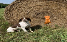 English Springer Spaniel dogs for sale: Chase - Image 4