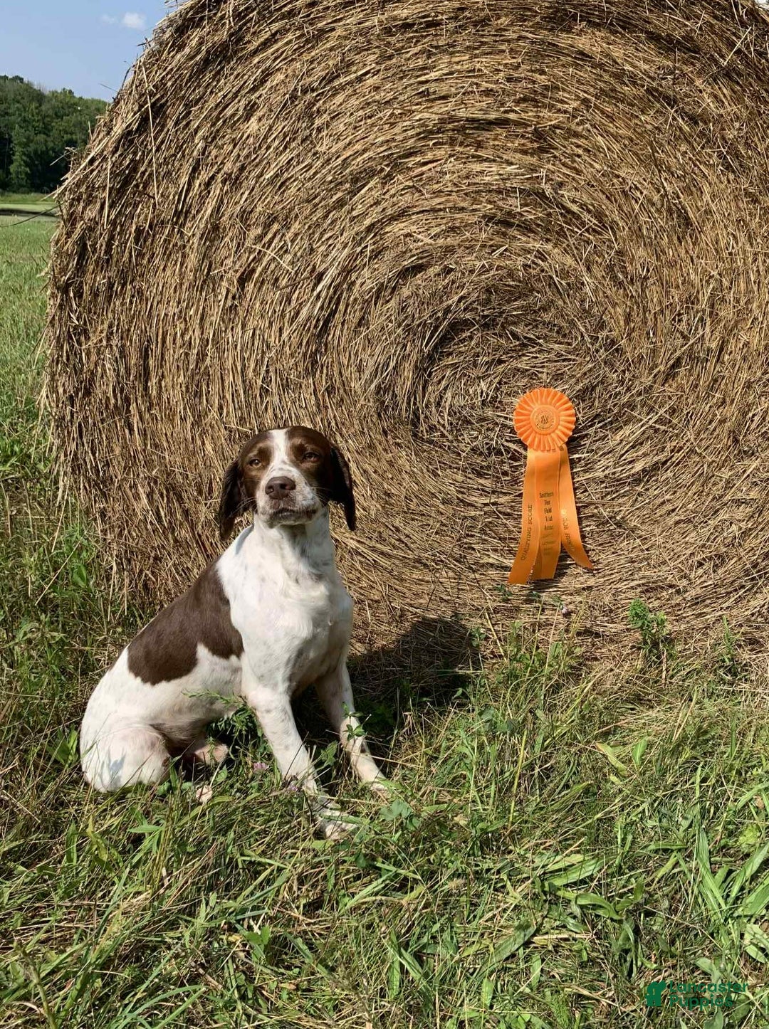 English Springer Spaniel dogs for sale: Chase - Image 4