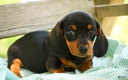 Miniature Dachshund dogs for sale: Heidi - Image 2
