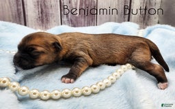 Chinese Crested dogs for sale: Benjamin Button - Image 5
