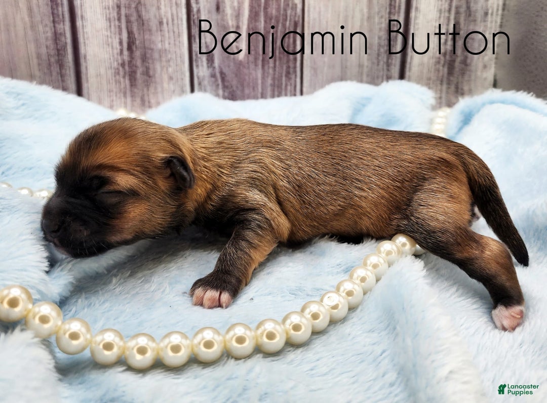 Chinese Crested dogs for sale: Benjamin Button - Image 5