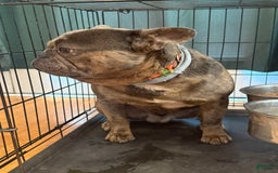 French Bulldog dogs for sale: August - Image 5