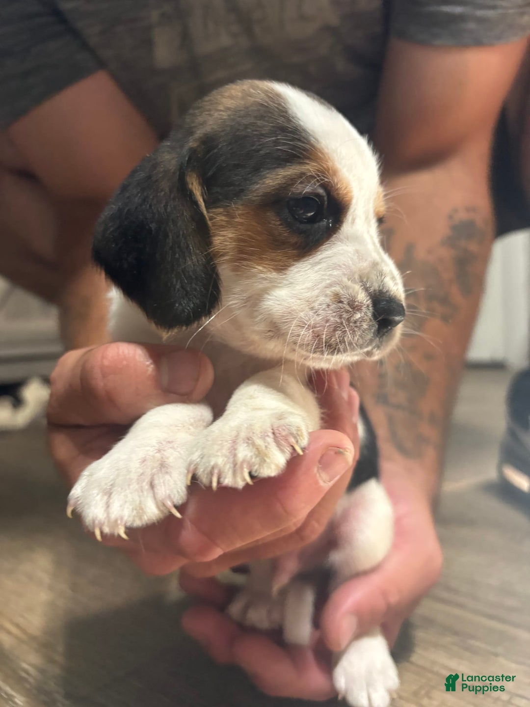 Beagle dogs for sale: Cooper - Image 2