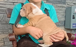 English Bulldog dogs for sale: Bingo - Image 4