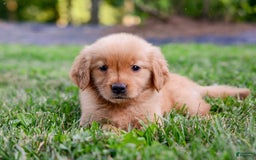 Golden Retriever dogs for sale: Penelope - Image 5