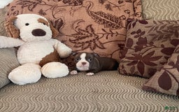 Boston Terrier dogs for sale: Tracy - Image 4