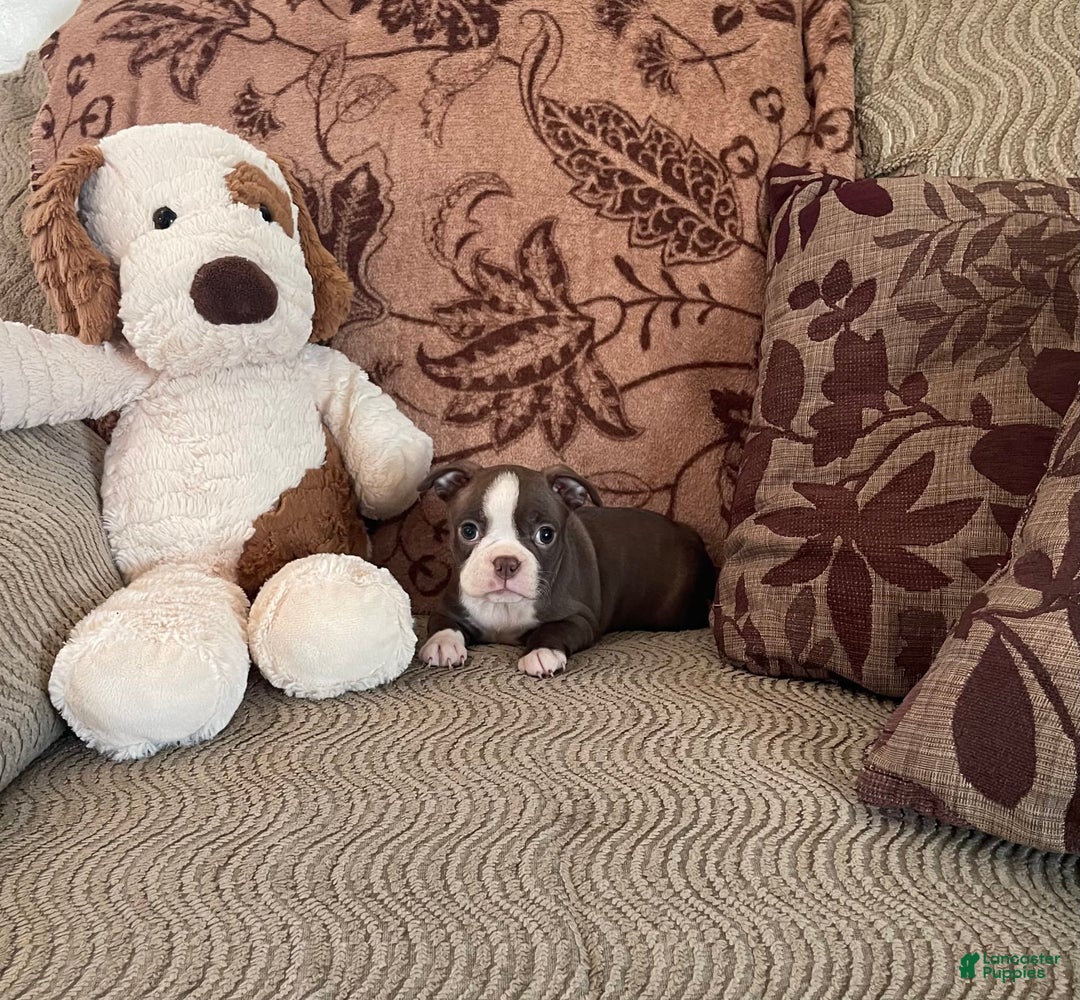 Boston Terrier dogs for sale: Tracy - Image 4