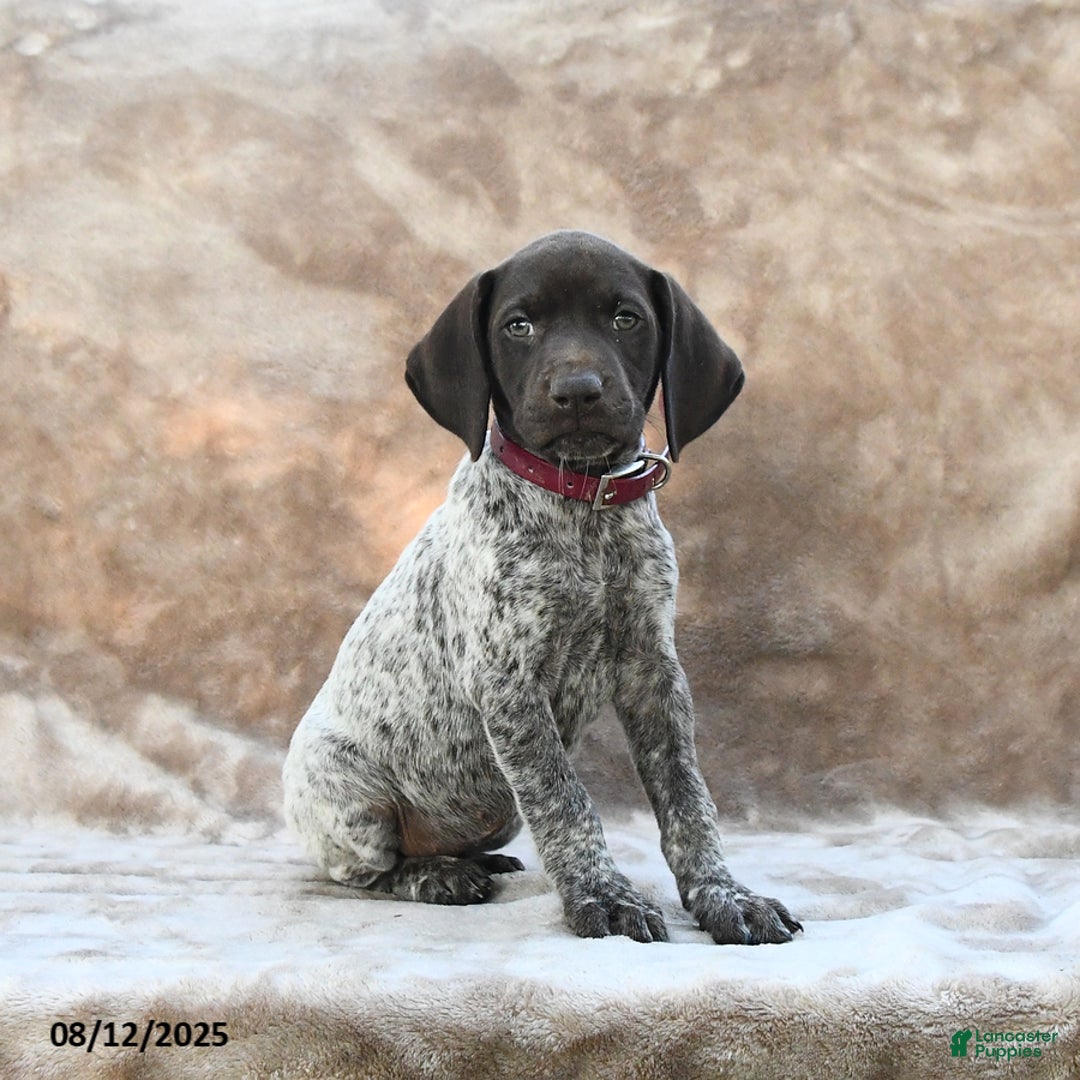 German Shorthaired Pointer dogs for sale: Chicago - Image 1
