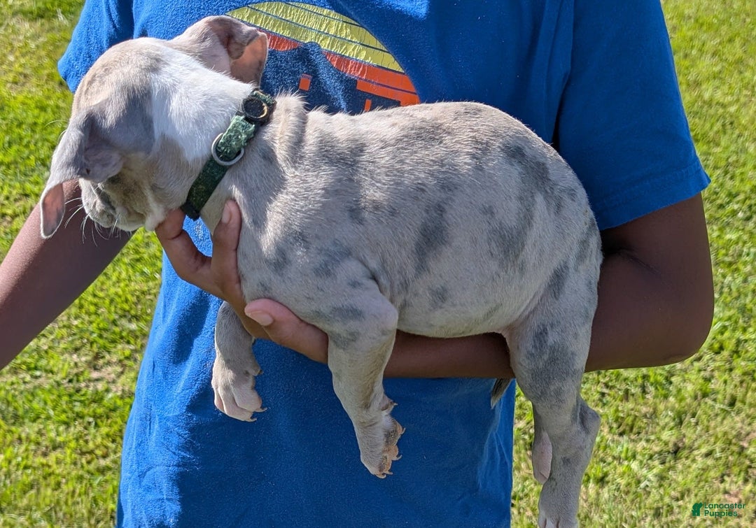 American Bully dogs for sale: Green Girl - Image 17