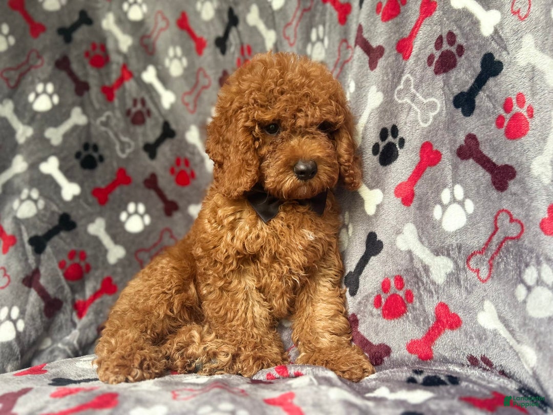Cockapoo dogs for sale: Bane - Image 3