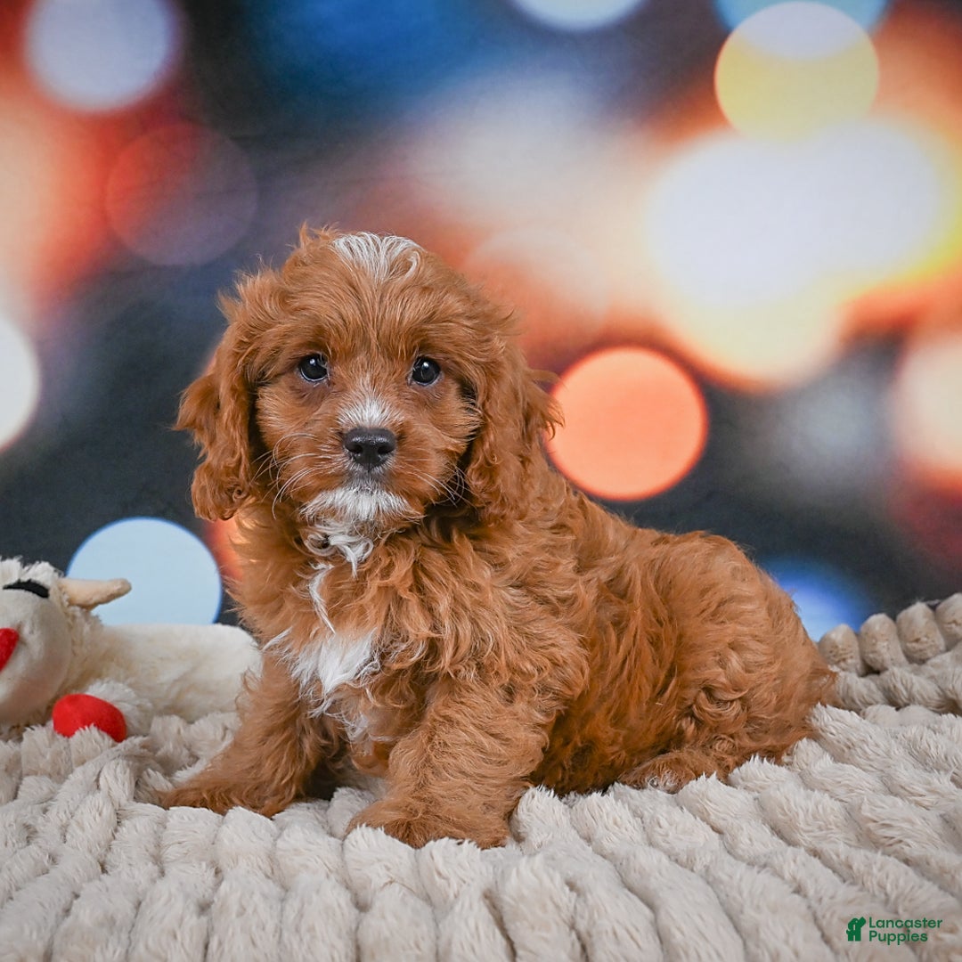 Cavapoo dogs for sale: Elvis - Image 3