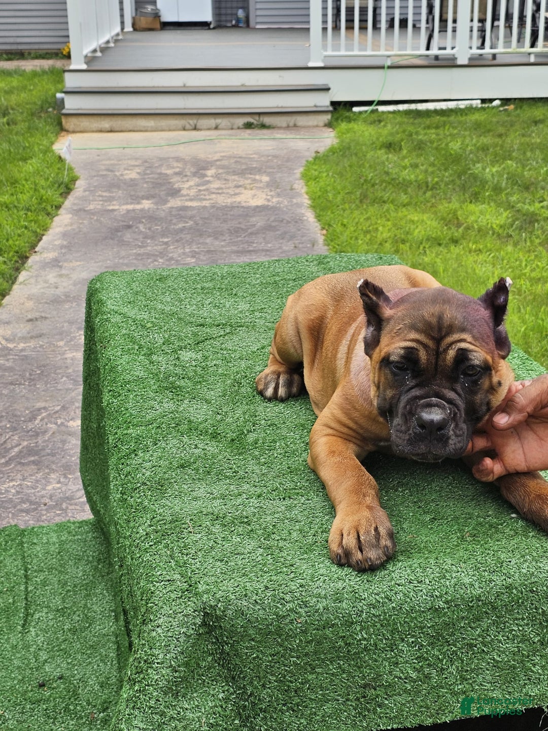 Cane Corso dogs for sale: Coco - Image 19