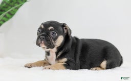 French Bulldog dogs for sale: Huck - Image 7