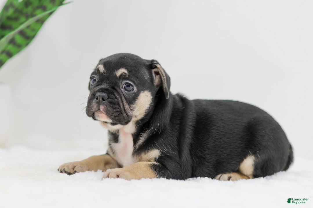 French Bulldog dogs for sale: Huck - Image 7