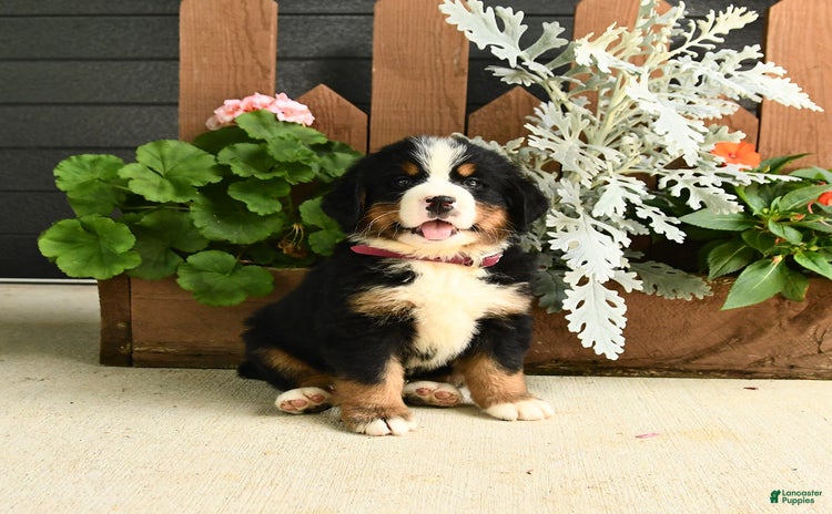 Bernese Mountain Dog dogs for sale - Ad 5