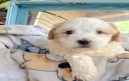Teddy Bear dogs for sale: Alfred - Image 2