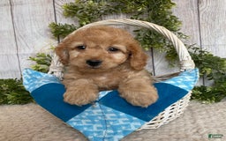 Doxiepoo dogs for sale: Davy - Image 4