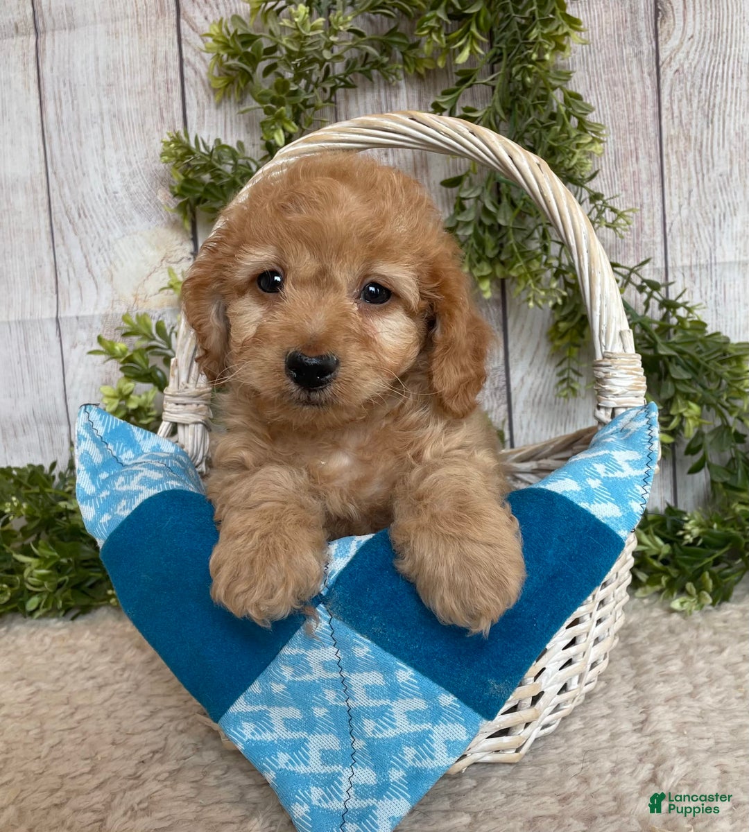 Doxiepoo dogs for sale: Davy - Image 4