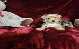 Yorkshire Terrier dogs for sale: LUCA - Image 5