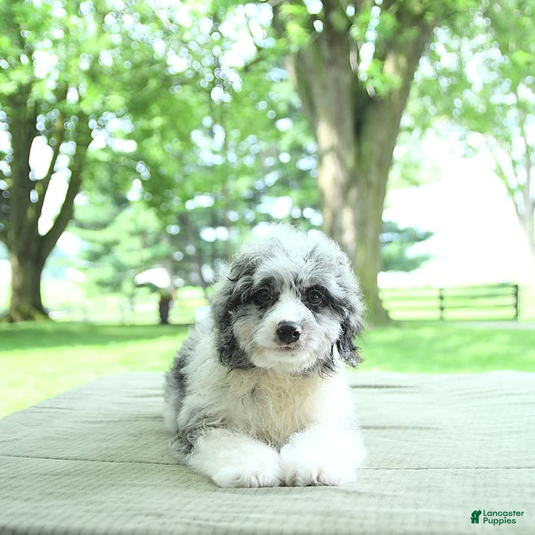 Mini Aussiedoodle dogs for sale: Atlas - Image 3