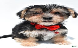 Morkie dogs for sale: Milo - Image 3
