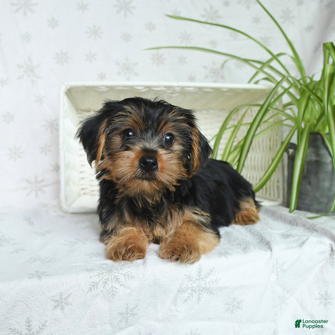 Yorkshire Terrier dogs for sale: Yorkshire Terrier 4 puppies - Image 14