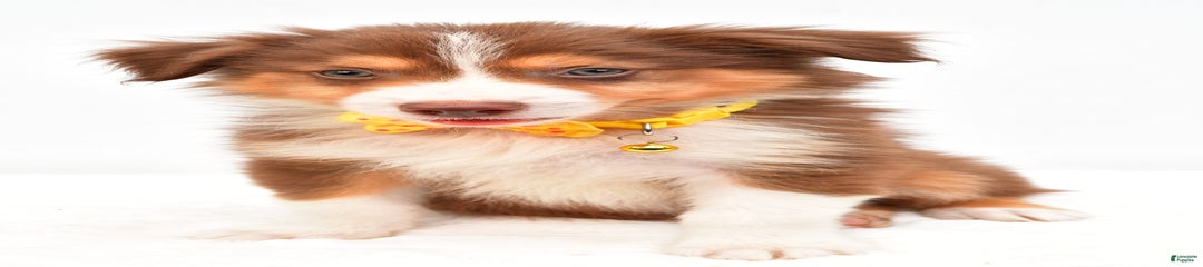 Roscoe