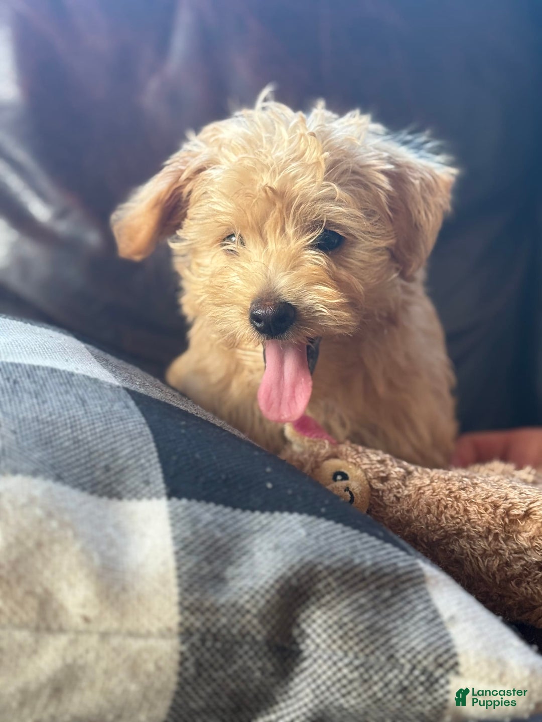 Miniature Poodle dogs for sale: Mort - Image 3