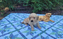 Golden Retriever dogs for sale: SHELLY - Image 10