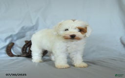 Shihpoo dogs for sale: Rex - Image 2