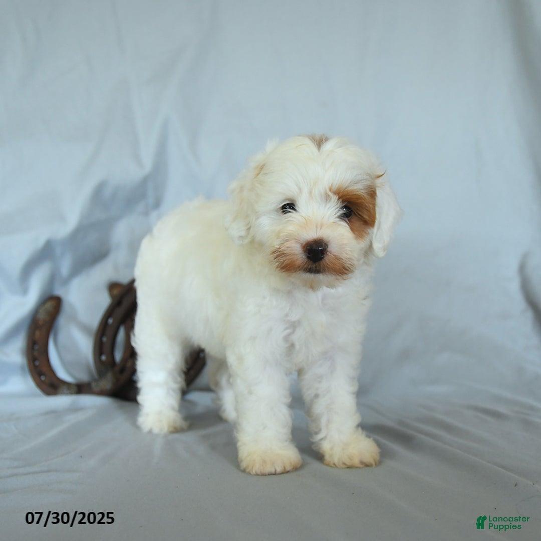 Shihpoo dogs for sale: Rex - Image 2