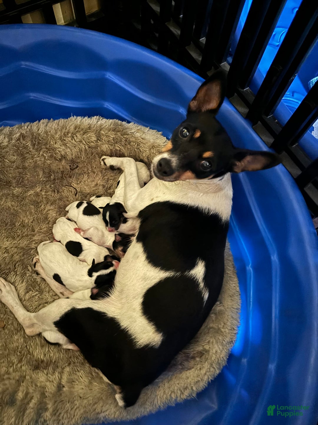 Toy Fox Terrier dogs for sale: Pez - Listing for pets: Pez - Image 3
