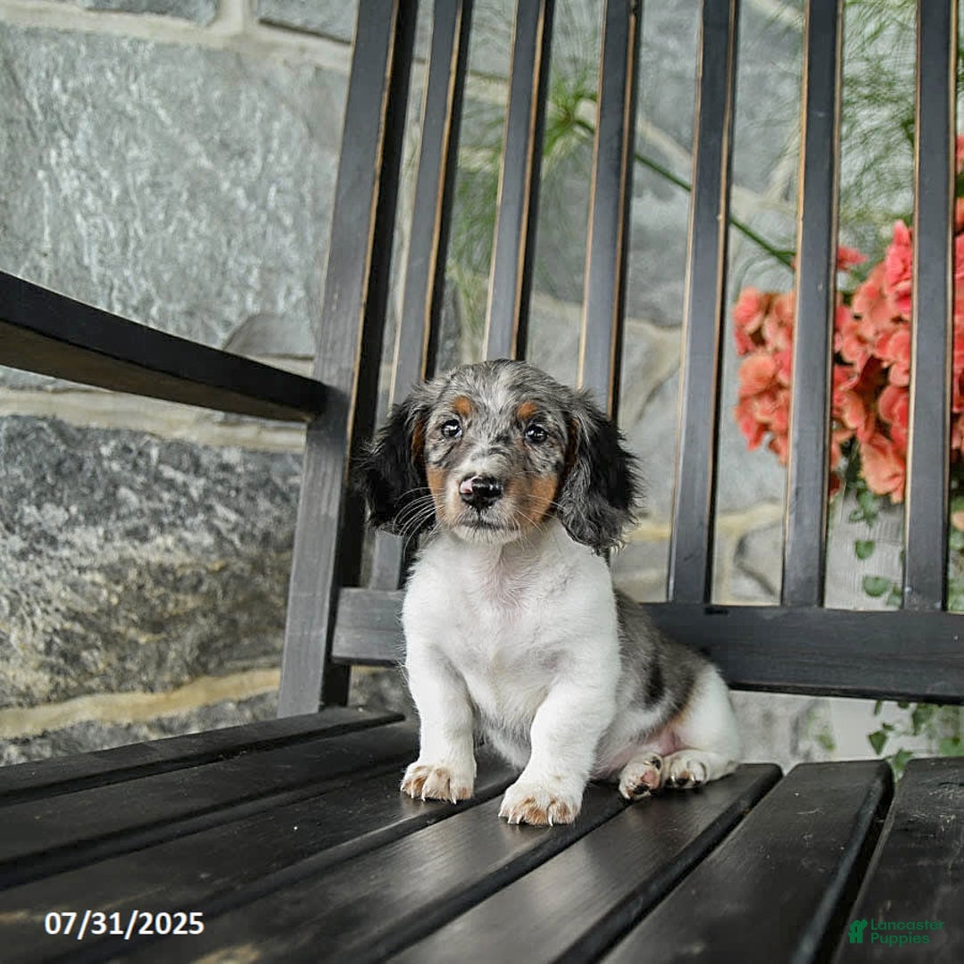 Miniature Dachshund dogs for sale: Cookie - Image 4