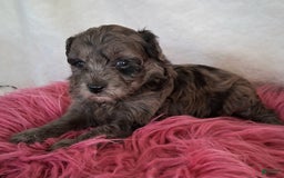 Mini Aussiedoodle dogs for sale: Lavender - Image 1