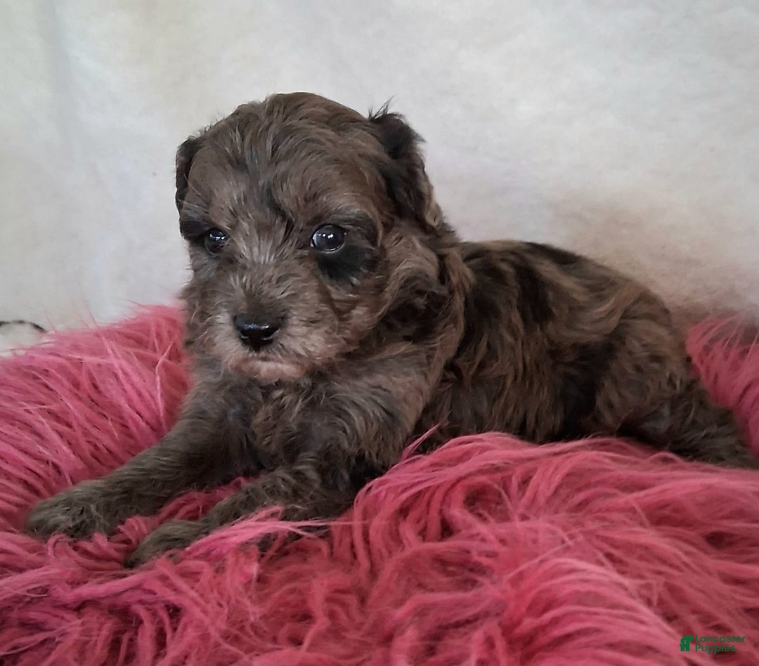 Mini Aussiedoodle dogs for sale: Lavender - Image 1