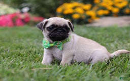 Pug dogs for sale: Ace - Image 6